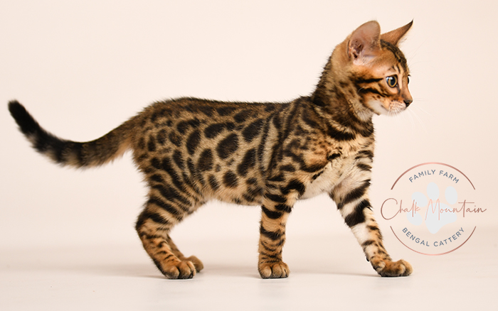 Bengal kitten for sale
